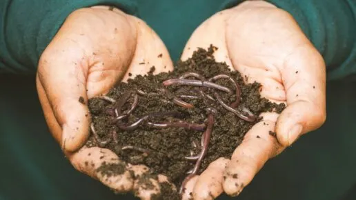 soil with earth worms visible in a person's cupped hands